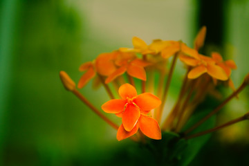 Fototapeta na wymiar Orange flowers in a garden 