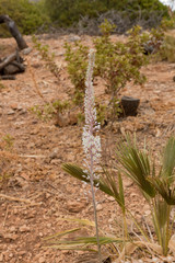 Sicilian Cosata vegetation