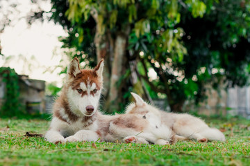 Puppy Siberian husky.it so cute.It has brown hair.