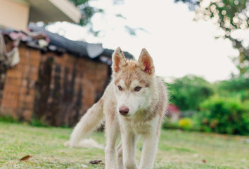 Puppy Siberian husky.it so cute.It has brown hair.
