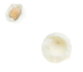 Peeled boiled egg isolated on white background