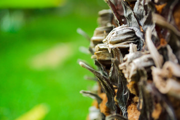 Cycas Palm in a garden in Indonesia 