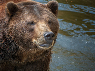 Naklejka na ściany i meble Brown Bear in Alaska