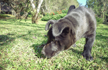 portrait of a black puppy playing on the grass.,spot focus,image