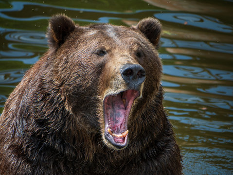 Brown Bear in Alaska
