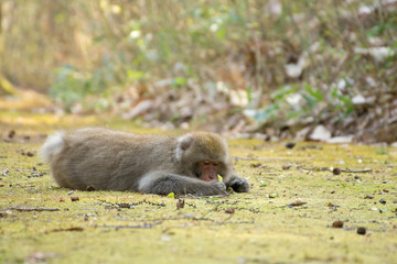 寝転んで葉っぱを持ってるニホンザル