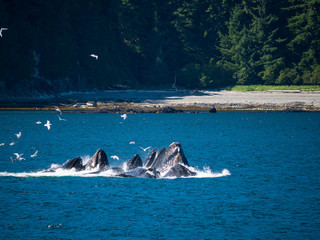 Whales breaching for krill