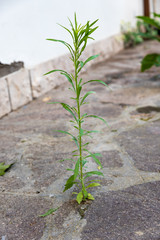 Plants grow in the cement