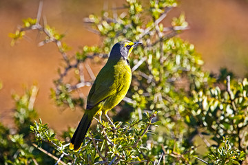 Brightly coloured Bokmakierie shrike bird