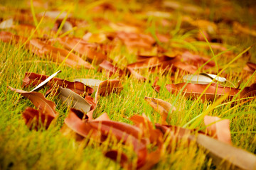 Red leaves lying in the grass in tropics 