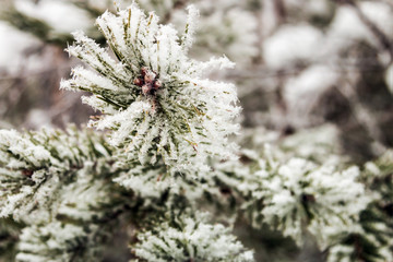 pine branches covered with snow in winter forest