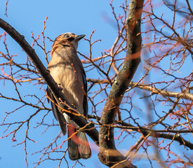 Eurasian Jay