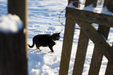 Black cat is walking along the snowy road in the village. A black cat stands in the snow near a wooden fence on a sunny winter day.