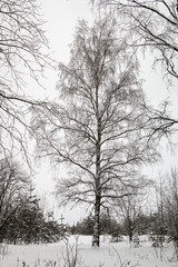 branches of a birch tree covered with snow in winter forest