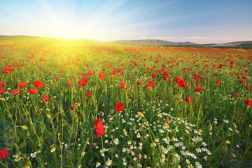Poppies meadow and spring landscape.