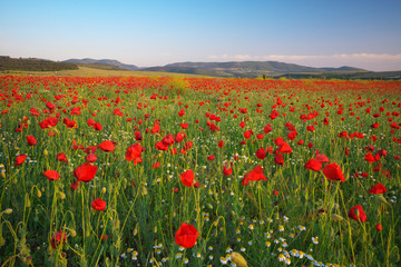 Poppies meadow landscape.
