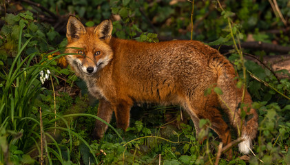 Red Fox