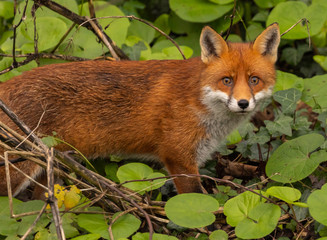 Red Fox