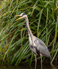 Grey Heron