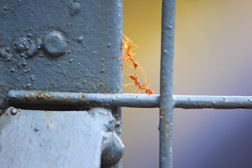 Macro shot of Red fire ants communicating with each other on a iron gate.