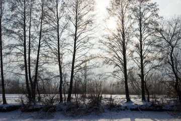 Magical winter landscape shot in backlight. Trees stand on the bank of a frozen snow-covered river, the sun is shining, it is snowing and shimmers in the rays of the sun.