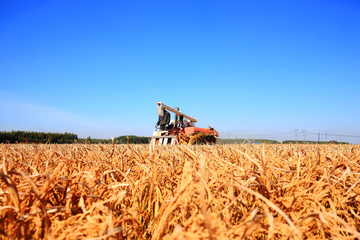 Harvester machine is harvesting rice