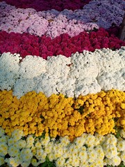 Flowers blooming volume 55555