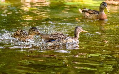 ducks swim in the pond