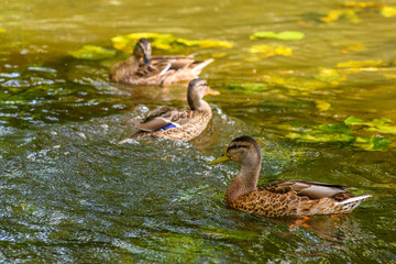 ducks swim in the pond