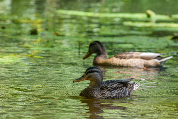 ducks swim in the pond