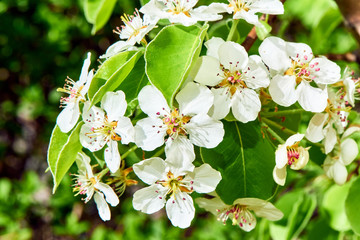 Spring nature in Russia