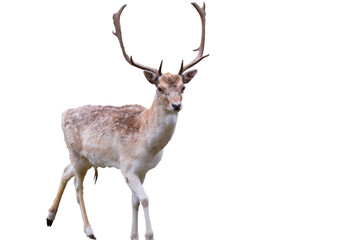 deer on a white background