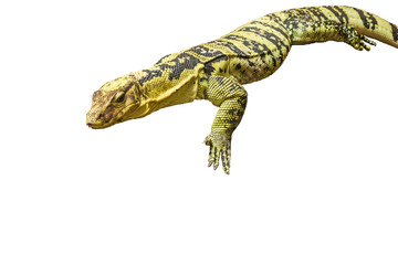 lizard on white background
