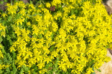 Sedum acre blooms in the garden