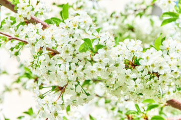 Spring nature in Russia