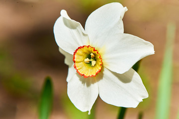 Spring nature in Russia