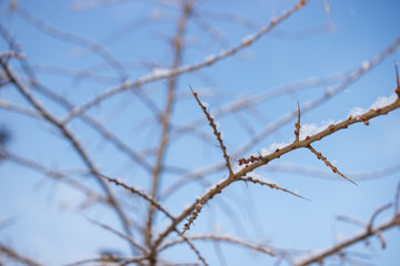 Thin bare branches of trees covered with snow against a clear blue winter sky