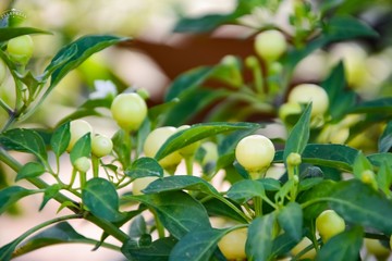 These little balls are cherry peppers or SOLANACEAE.  It is a type of chilli whice is circle and light green. These cherry peppers you see are not ripe