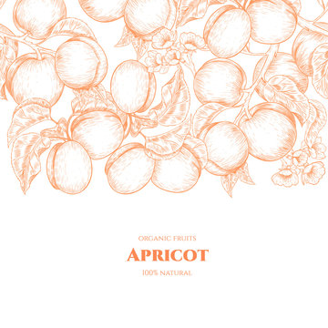 Vector frame with apricots and flowers. Hand drawn. Vintage style