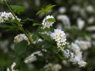 White flowers of apple in spring