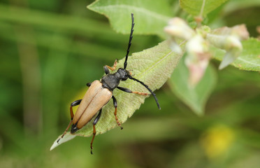 A pretty Red-brown Longhorn Beetle (Stictoleptura rubra) perched on a leaf.