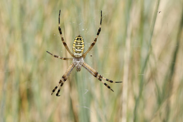 A pretty Wasp Spider (Argiope bruennichi) sitting on its web in the long grass.