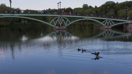 Ducks in the park