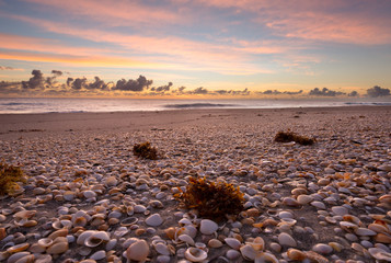 West Palm Beach Shells