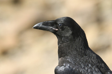 A head shot of a beautiful young Raven (Corvus corax) perched on a clifftop on Orkney, Scotland