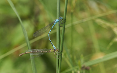 A mating pair of Common Blue Damselfly (Enallagma cyathigerum) perched on a reed.