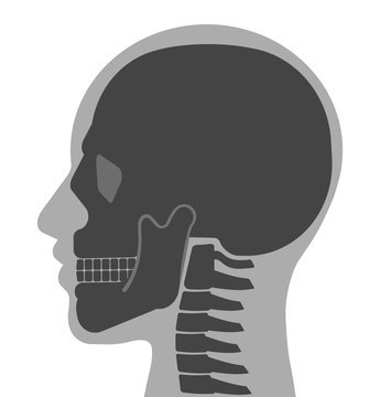 recommend clip art: 人間の頭蓋骨