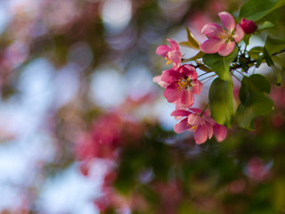 Fototapeta na wymiar Pink flowers of apple in spring