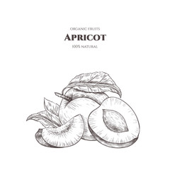 Vector background with apricots . Hand drawn. Vintage style