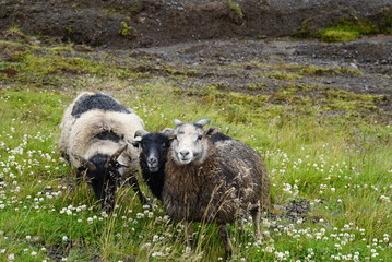 Flock of Sheep - Iceland